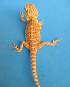 Tangerine & Orange Bearded Dragons For Sale | Atomic Lizard Ranch