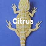 Citrus Baby Bearded Dragons For Sale