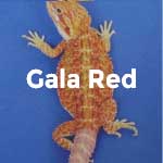 Gala Red Phase Baby Bearded Dragons For Sale