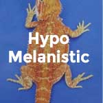 Hypo Melanistic Baby Bearded Dragons For Sale