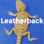 Leatherback Baby Bearded Dragons For Sale