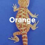 Orange Phase Baby Bearded Dragons For Sale