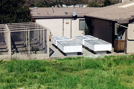 outdoor habitats for bearded dragons