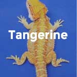 Tangerine Phase Baby Bearded Dragons For Sale