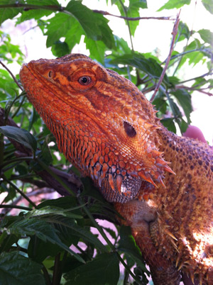 red and black bearded dragon