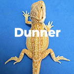 Dunner Baby Bearded Dragons For Sale