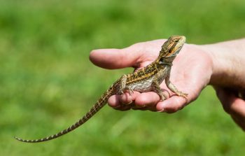 Bearded Dragon Diet