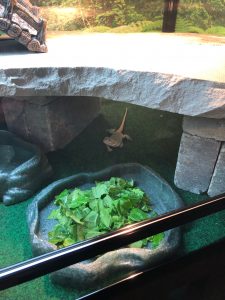 bearded dragon food dish and rock hiding area