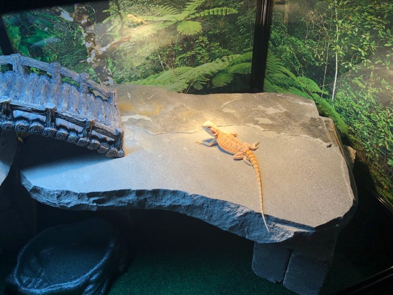 INFORMATION ON BEARDED DRAGON ENCLOSURE & SETUPS Atomic Lizard Ranch