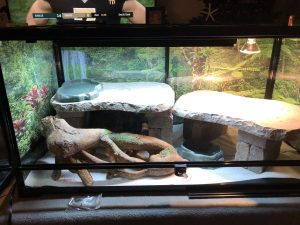 bearded dragon enclosure - perfect setup