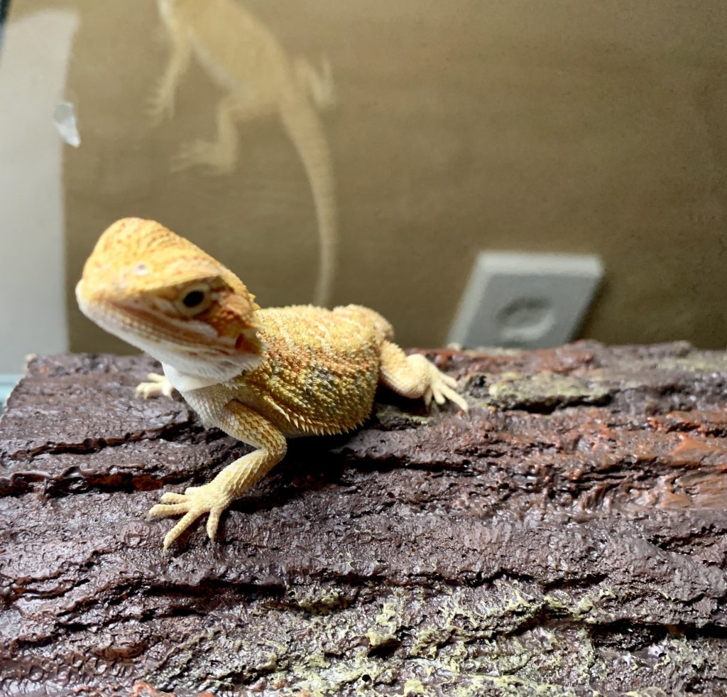Testimonials | Atomic Lizard Ranch