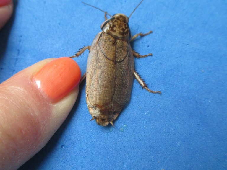 Lobster Roaches for Bearded Dragons for Sale Atomic Lizard Ranch