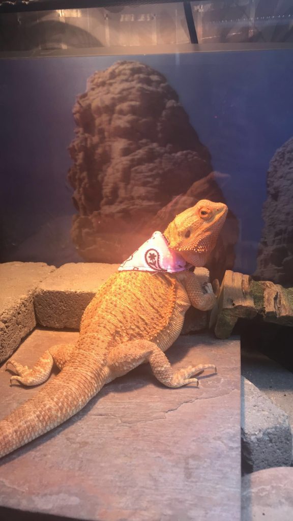 Testimonials | Atomic Lizard Ranch