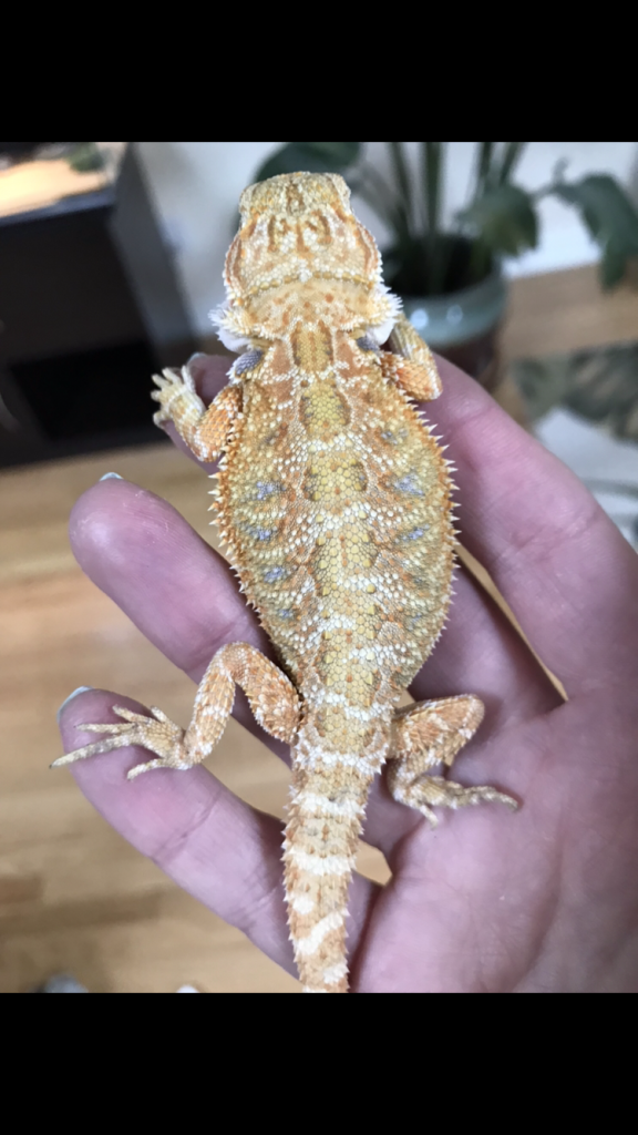 Testimonials | Atomic Lizard Ranch