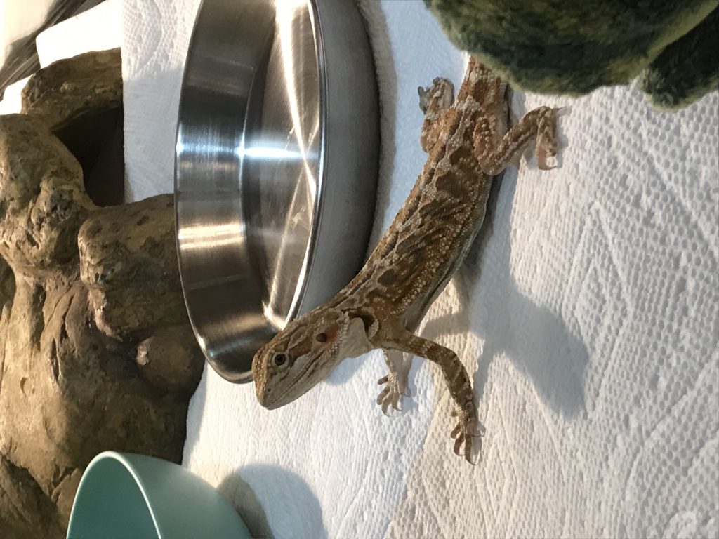 Testimonials | Atomic Lizard Ranch