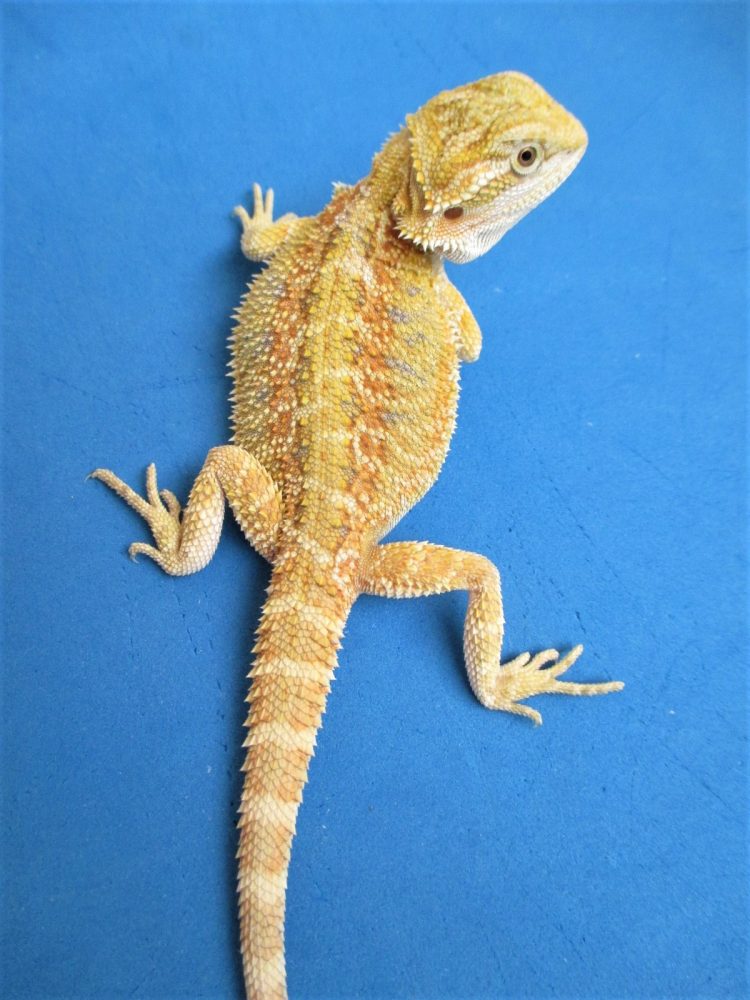 Citrus Bearded Dragons For Sale Atomic Lizard Ranch