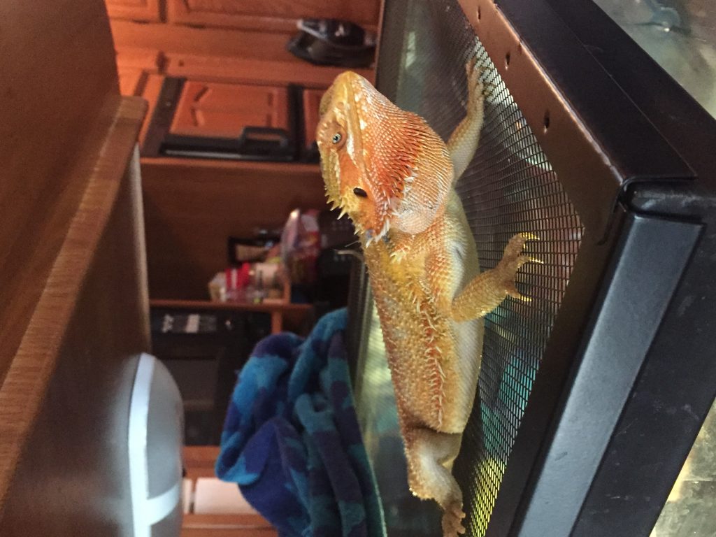 Testimonials | Atomic Lizard Ranch