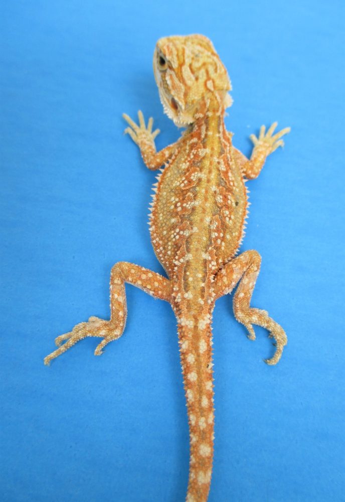 Dunner Bearded Dragons For Sale Atomic Lizard Ranch Dunner Bearded Dragons For Sale Atomic Lizard Ranch