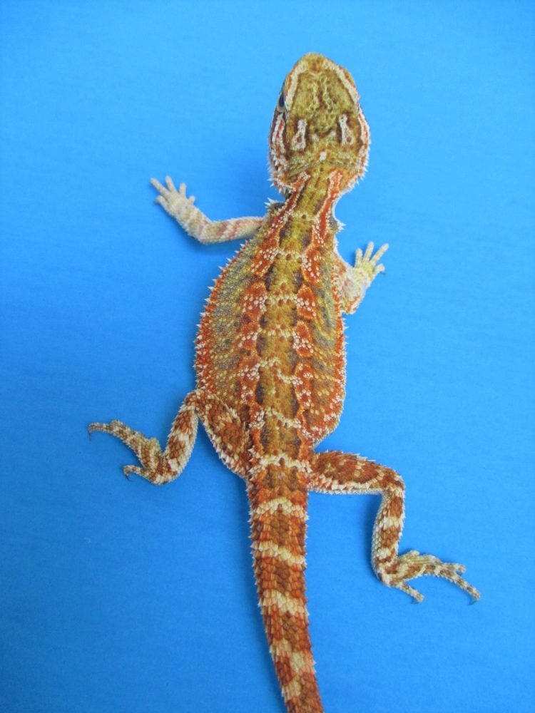 Tangerine &amp; Orange Bearded Dragons For Sale Atomic