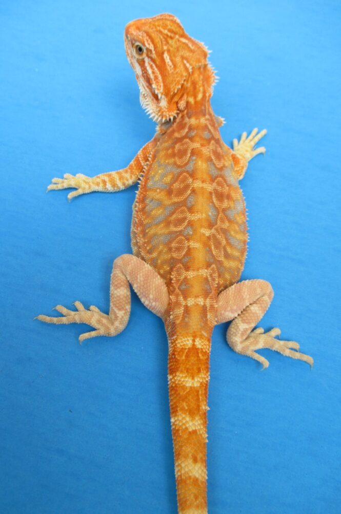 Citrus Leatherback Bearded Dragons For Sale Atomic Lizard Ranch