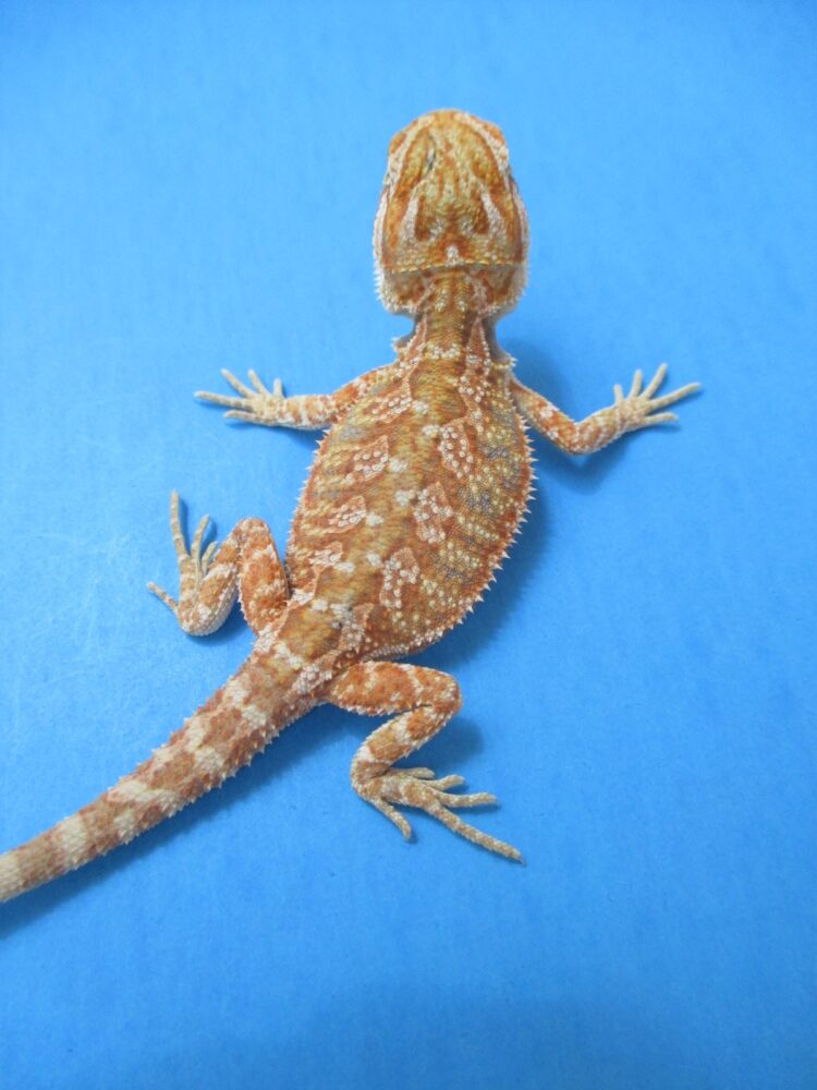 Tangerine & Orange Bearded Dragons For Sale | Atomic Lizard Ranch