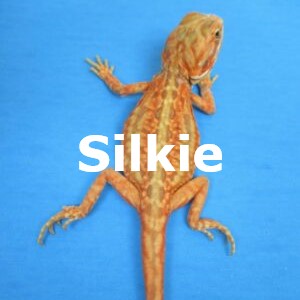 Super Orange - Red Hypo Translucent Bearded Dragons for Sale