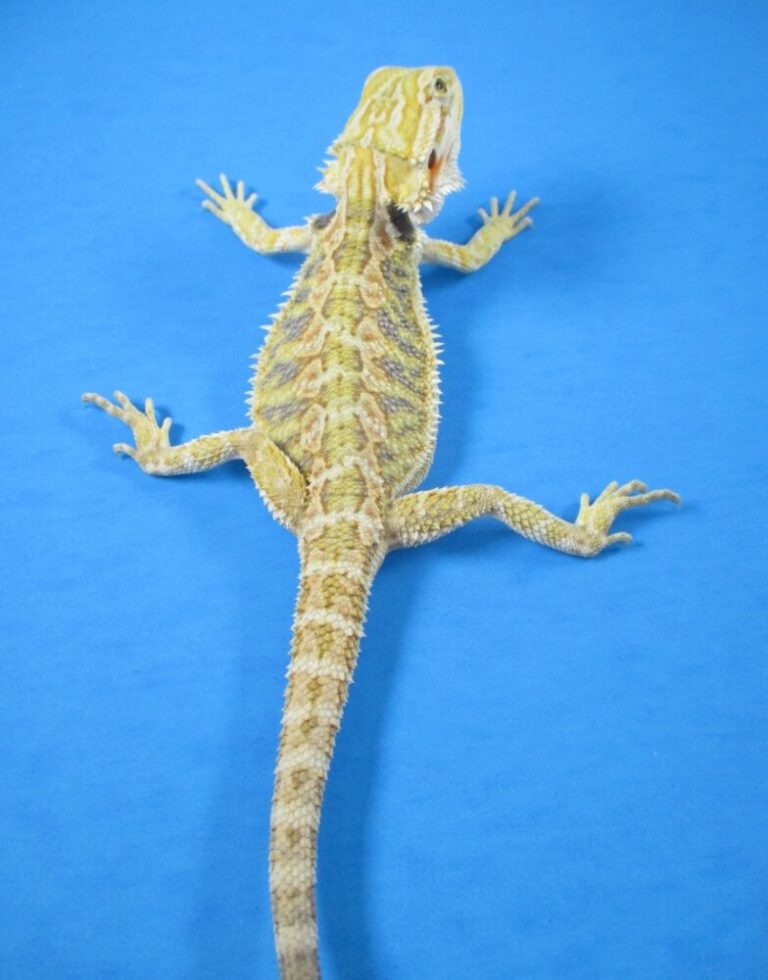 citrus hypo translucent bearded dragon citrus hypo translucent bearded dragon