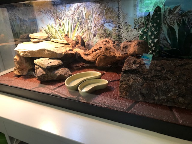 bearded dragon terrarium