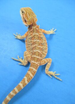 Tangerine & Orange Bearded Dragons For Sale | Atomic Lizard Ranch