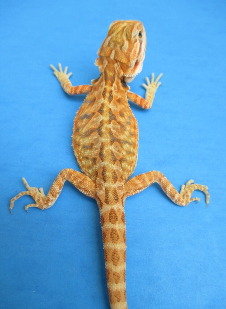 Citrus Leatherback Bearded Dragons For Sale | Atomic Lizard Ranch