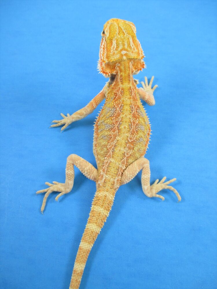 Tangerine Phase Bearded Dragons For Sale | Atomic Lizard Ranch