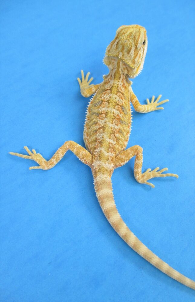 Hypo Citrus Leatherback Bearded Dragon