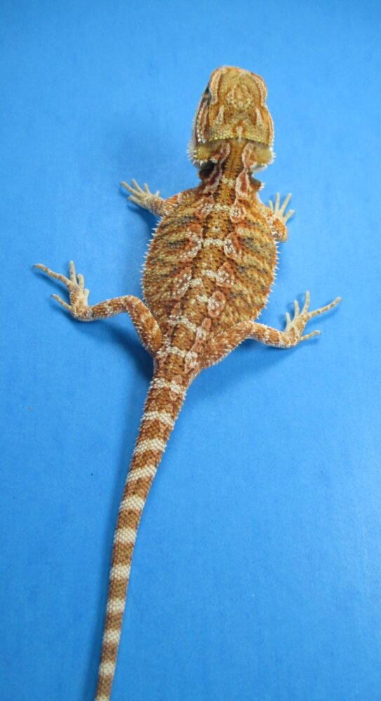 Tangerine & Orange Bearded Dragons For Sale | Atomic Lizard Ranch