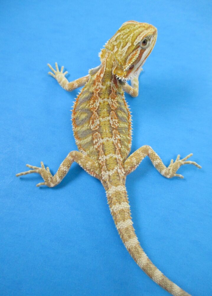 Tangerine & Orange Bearded Dragons For Sale | Atomic Lizard Ranch