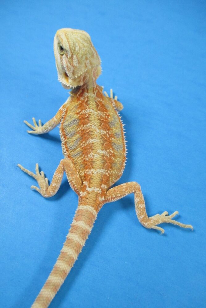 Tangerine Phase Bearded Dragons For Sale | Atomic Lizard Ranch