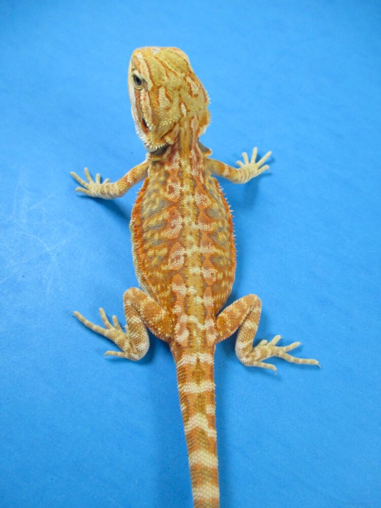 Citrus Leatherback Bearded Dragon Breeder (Stock BDB8)