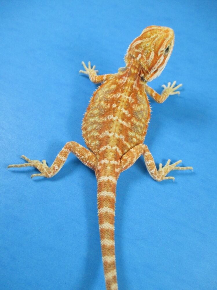 Citrus Leatherback Bearded Dragon Breeder (Stock BDB8)