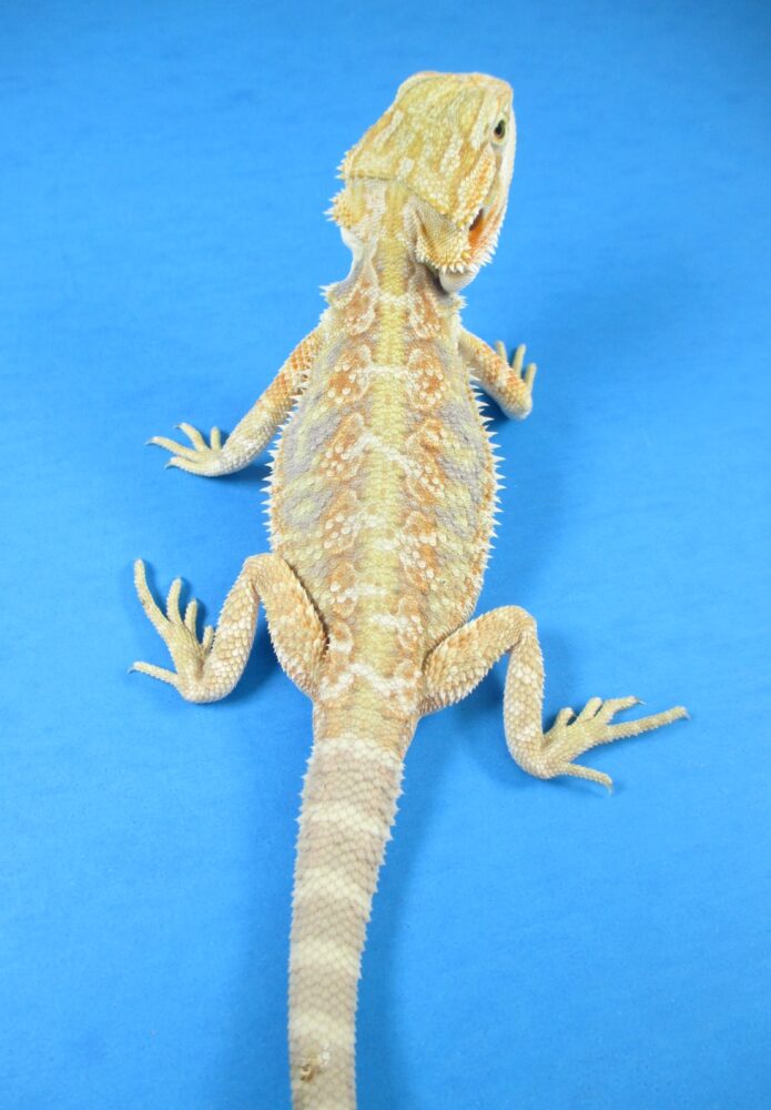 Bearded Dragon for Sale