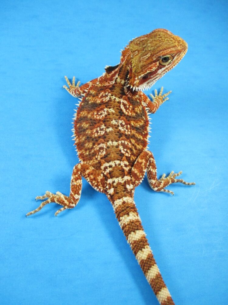 Gala Red Bearded Dragons For Sale Online | Atomic Lizard Ranch