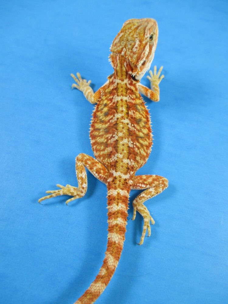 Gala Red Bearded Dragons For Sale Online | Atomic Lizard Ranch