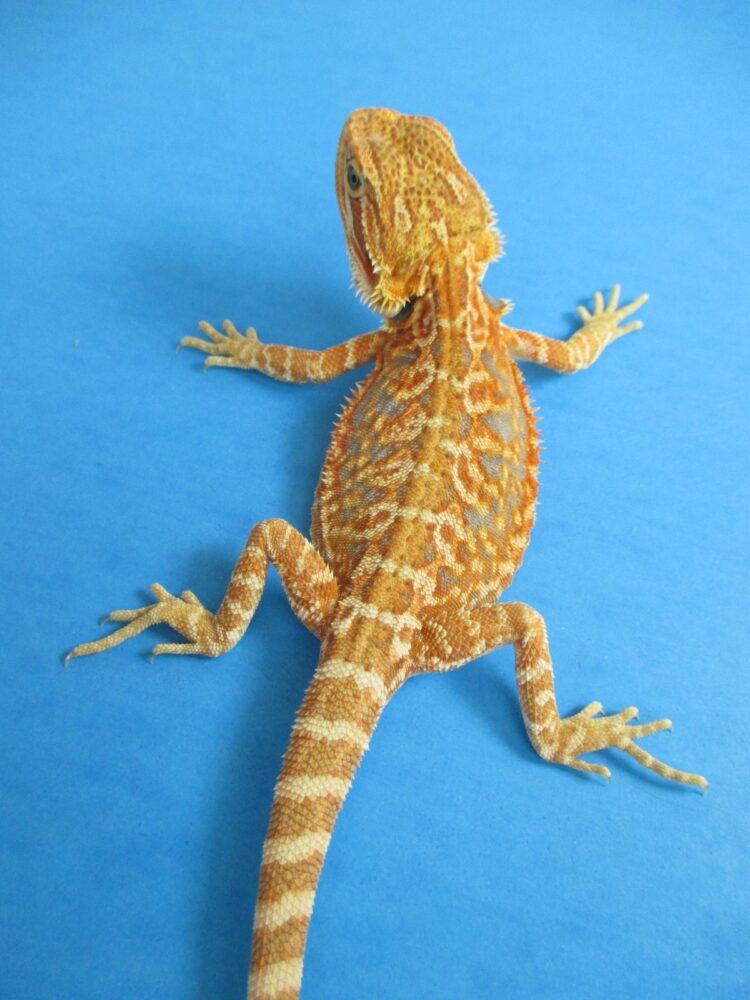 Citrus Leatherback Bearded Dragons For Sale | Atomic Lizard Ranch