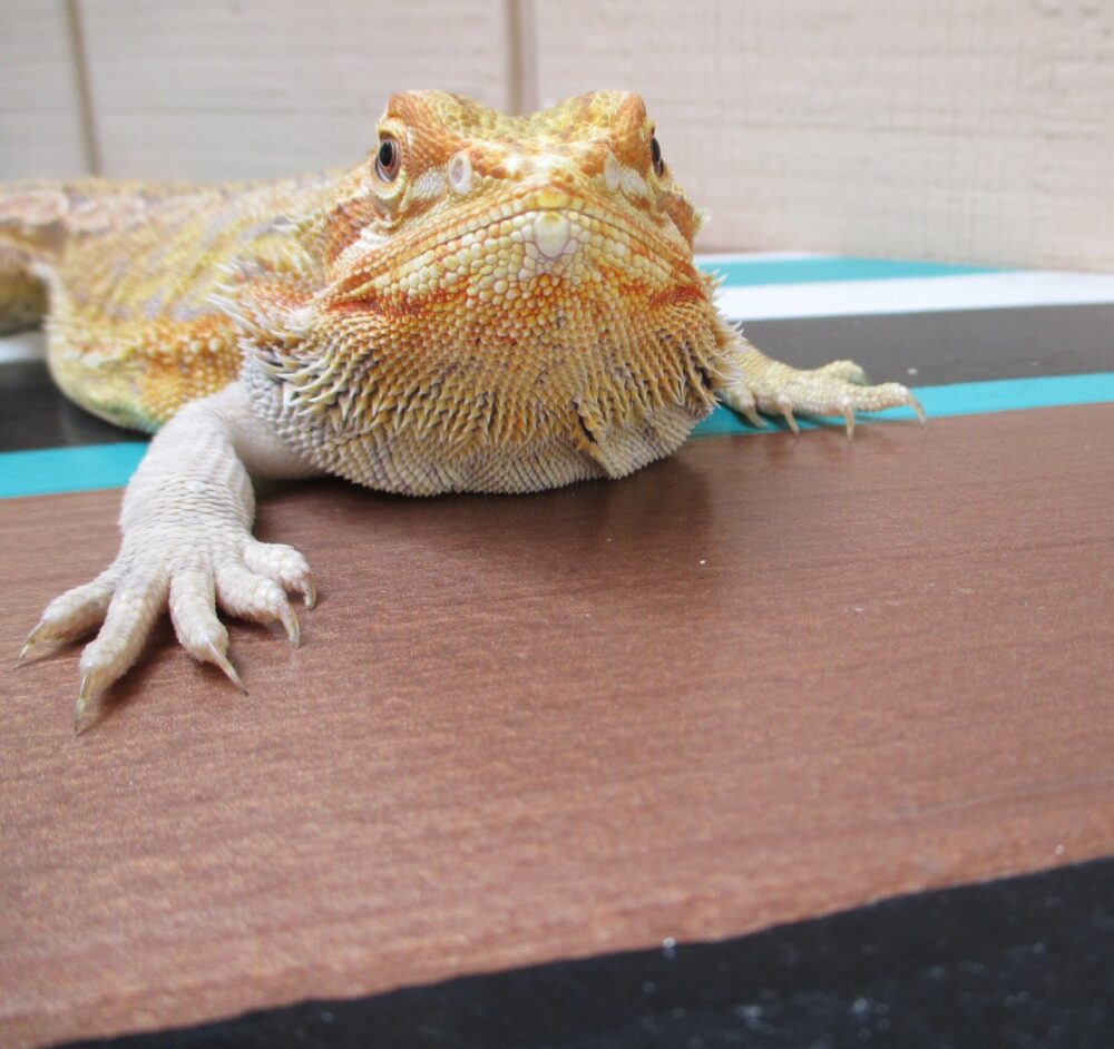 Adult Bearded Dragons For Sale - Adoption & Rescues | Atomic Lizard Ranch