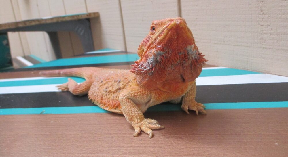 Adult Bearded Dragons For Sale - Adoption & Rescues | Atomic Lizard Ranch