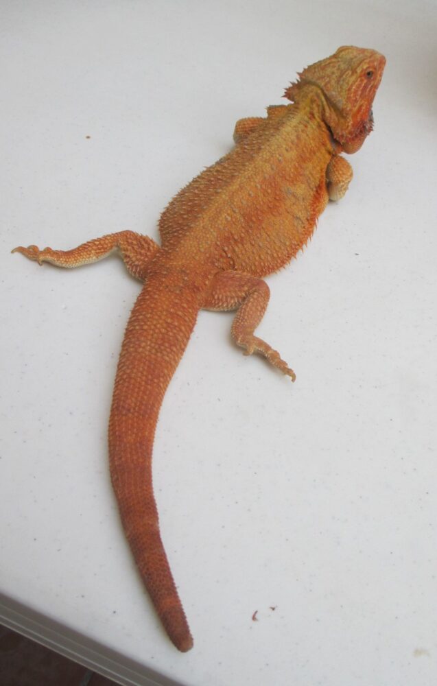 Adult Bearded Dragons For Sale - Adoption & Rescues | Atomic Lizard Ranch